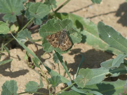 Réf. 330 999 : Carcharodus alceae